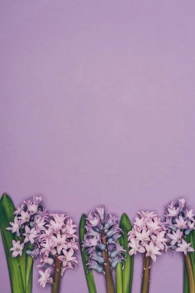 Vista dall'alto di fiori giacinto disposti isolati su viola — Foto stock