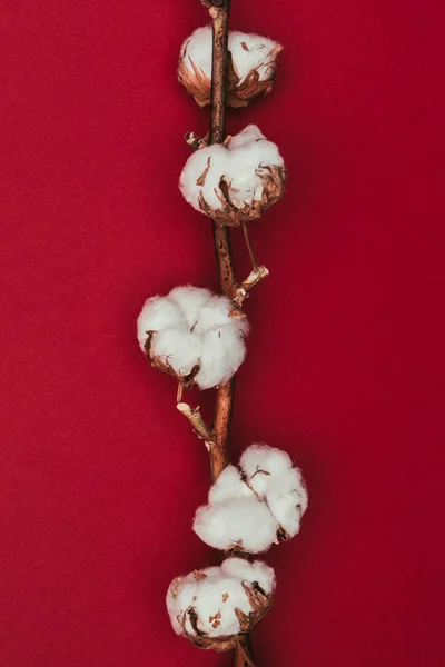 Vue rapprochée des fleurs de coton sur rameau isolé sur rouge — Photo de stock