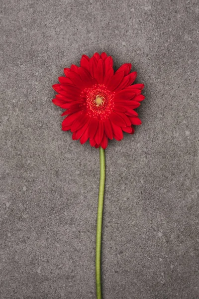Close up view of beautiful red flower on grey surface — Stock Photo