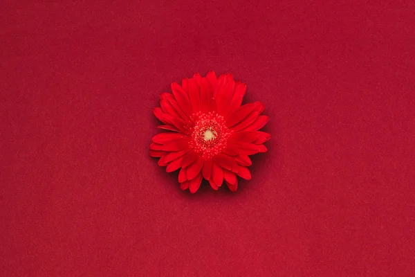 Vista de cerca de la hermosa flor roja aislada en rojo - foto de stock