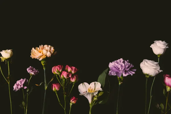 Flores frescas florescentes elegantes bonitas isoladas em preto — Fotografia de Stock