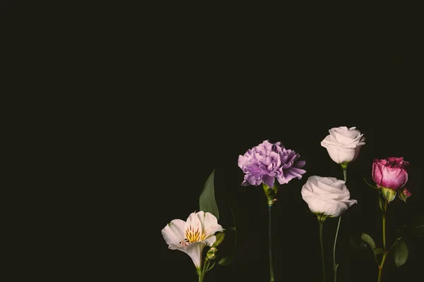 Vue rapprochée de la belle composition florale avec des fleurs roses et violettes isolées sur noir — Photo de stock