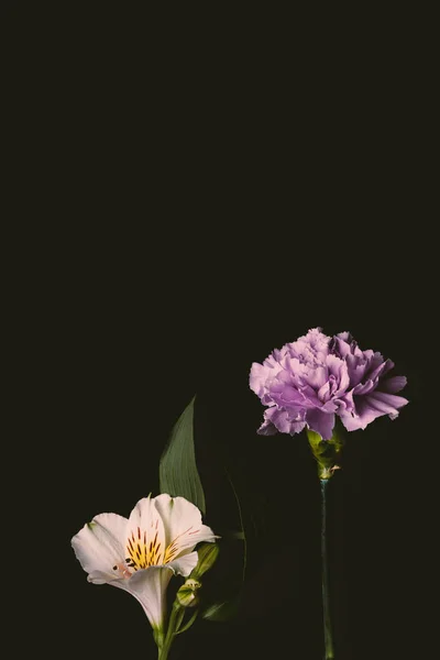 Beautiful blooming pink lily flower and purple carnation flower isolated on black — Stock Photo