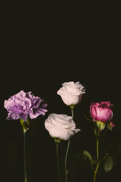 Vista close-up de belas flores rosa concurso e roxo isolado em preto — Fotografia de Stock