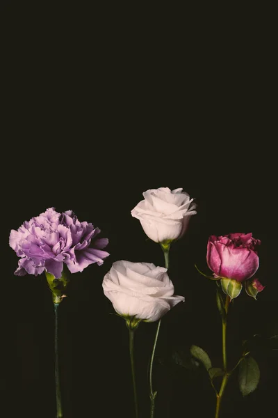 Vista de cerca de hermosas flores tiernas de color rosa y púrpura aisladas en negro - foto de stock