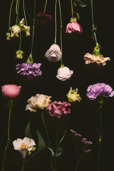 Collection of beautiful fresh blooming flowers isolated on black — Stock Photo