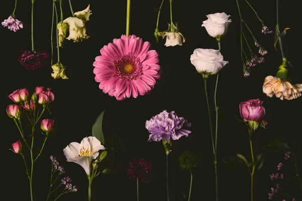 Composición de hermosas flores florecientes varias aisladas en negro - foto de stock