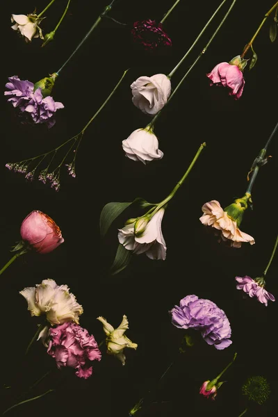 Collection of beautiful various blooming flowers isolated on black — Stock Photo