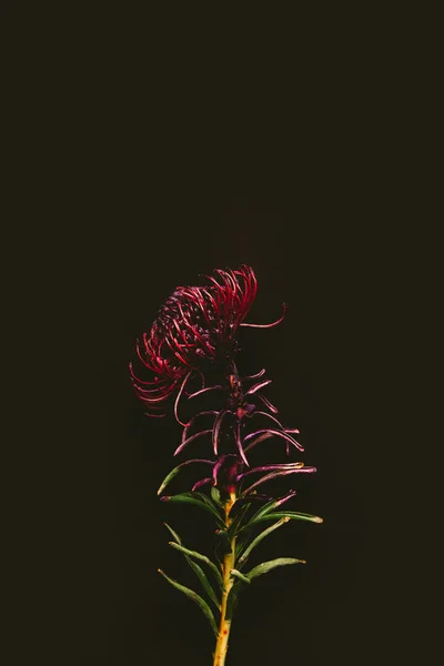 Close-up view of single beautiful maroon flower isolated on black — Stock Photo