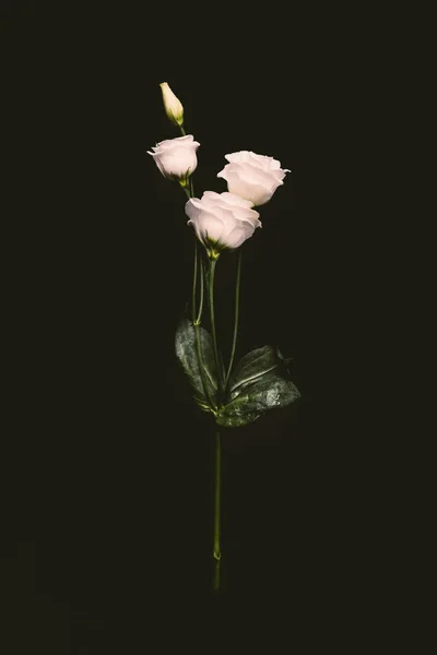 Beautiful tender pink eustoma flowers with bud and green leaves on twig isolated on black — Stock Photo