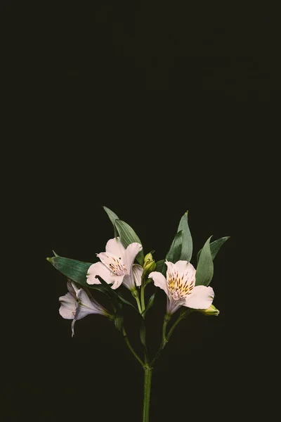 Belles fleurs de lis rose tendre avec des feuilles vertes sur brindille isolé sur noir — Photo de stock