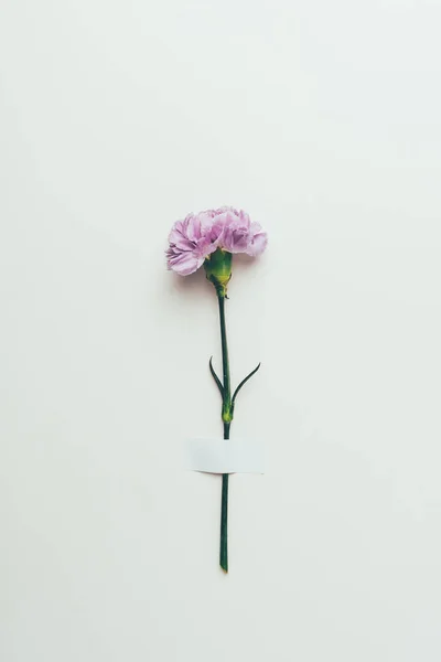 Belle fleur d'oeillet rose tendre sur gris — Photo de stock