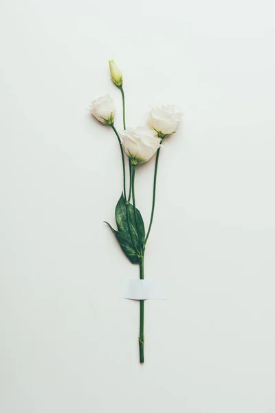 Beautiful tender white eustoma flowers with green leaves on grey — Stock Photo