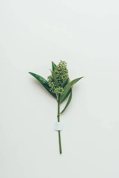 Bellissimi boccioli di fiori teneri con foglie verdi su grigio — Foto stock