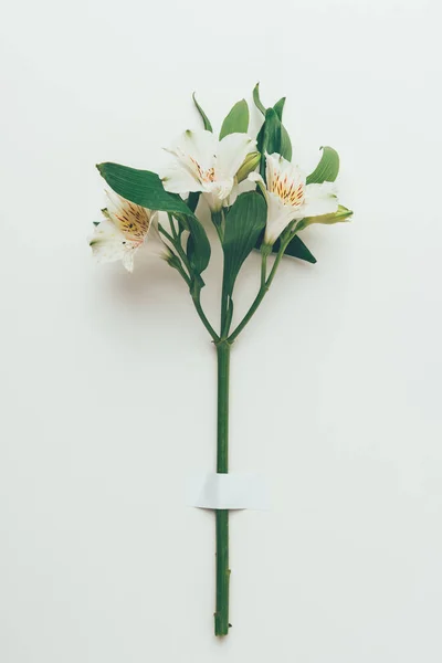 Close-up view of beautiful tender lily flowers with green leaves on twig on grey — Stock Photo