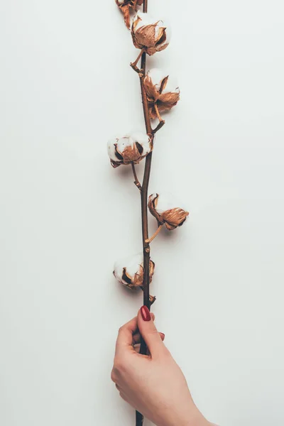 Partial view of person holding cotton flowers on twig isolated on grey — Stock Photo