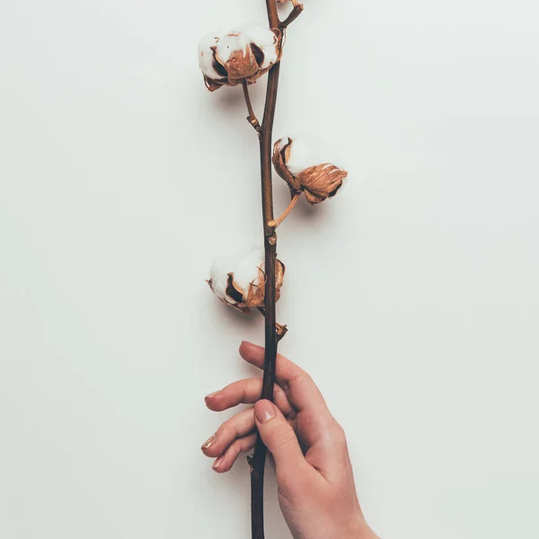 Cropped shot of person holding cotton flowers on twig isolated on grey — Stock Photo