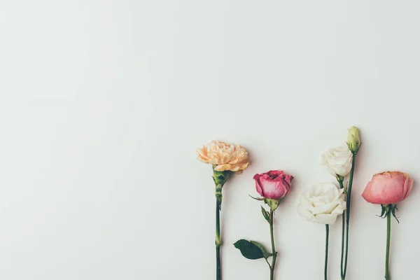 Vue rapprochée de belles fleurs à fleurs tendres isolées sur gris — Photo de stock