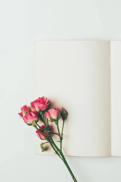Top view of beautiful pink roses on branch and blank card isolated on grey — Stock Photo