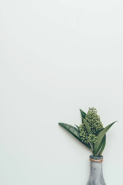 Beautiful flower buds with green leaves in vase isolated on grey — Stock Photo