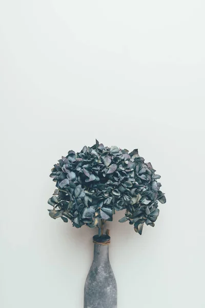 Belles fleurs bleues dans un vase isolé sur gris — Photo de stock