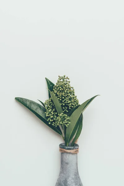 Close-up view of beautiful flower buds with green leaves in vase isolated on grey — Stock Photo
