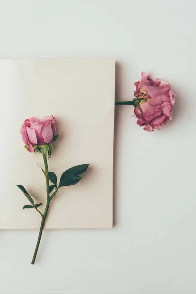 Top view of beautiful pink flowers and blank card on grey — Stock Photo