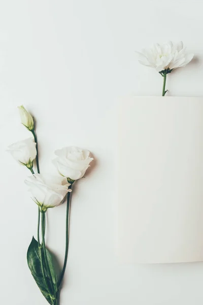 Vista superior de hermosas flores blancas tiernas en gris - foto de stock