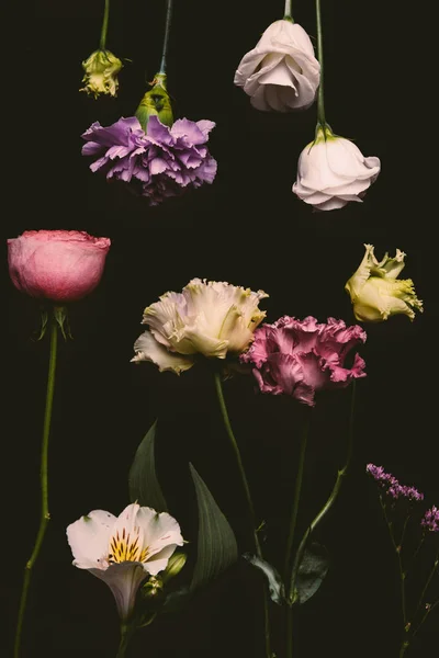 Vista de cerca de hermosas flores frescas en flor aisladas en negro - foto de stock