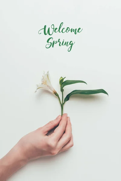 Recortado disparo de mano humana sosteniendo hermosa flor con hojas verdes e inscripción bienvenida primavera en gris - foto de stock
