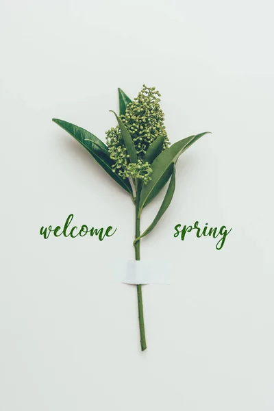 Beautiful flower buds on branch with green leaves and inscription welcome spring on grey — Stock Photo