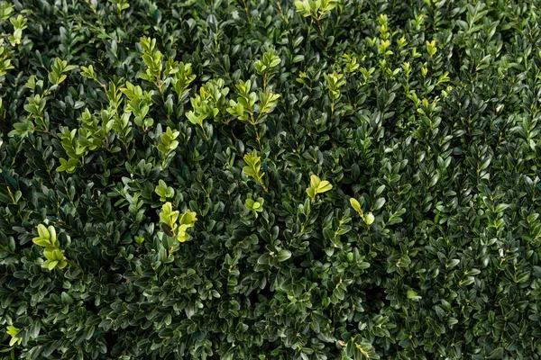 Texture florale des feuilles de plantes de boîte verte — Photo de stock