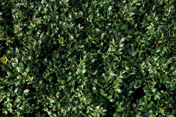Green box plant leaves texture — Stock Photo