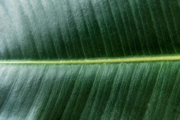 Grande textura verde escuro folha — Fotografia de Stock