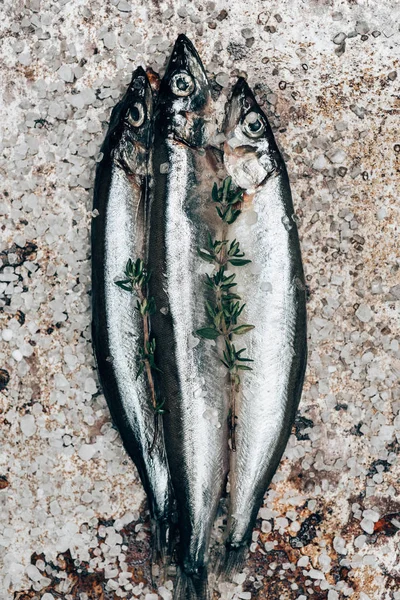 Three salted fish with rosemary on rustic surface — Stock Photo