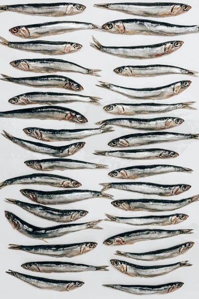 Vue du dessus de tas de poissons isolés sur blanc — Photo de stock