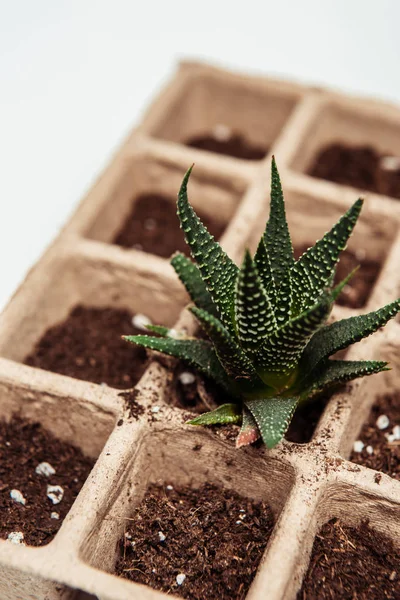 Close up of potted green succulent isolated on white, earth day concept — Stock Photo