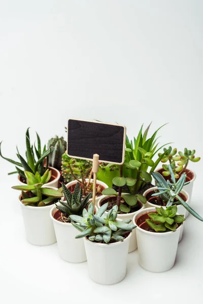 Succulents verts en pot avec tableau noir isolé sur blanc, concept de jour de la terre — Photo de stock