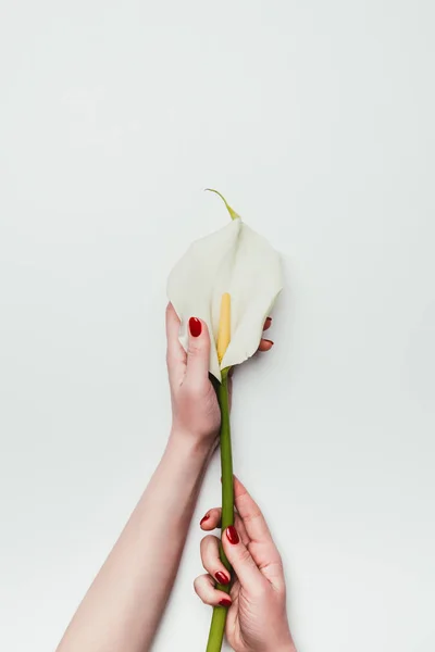Manos femeninas con cala de flor blanca aislada en blanco - foto de stock