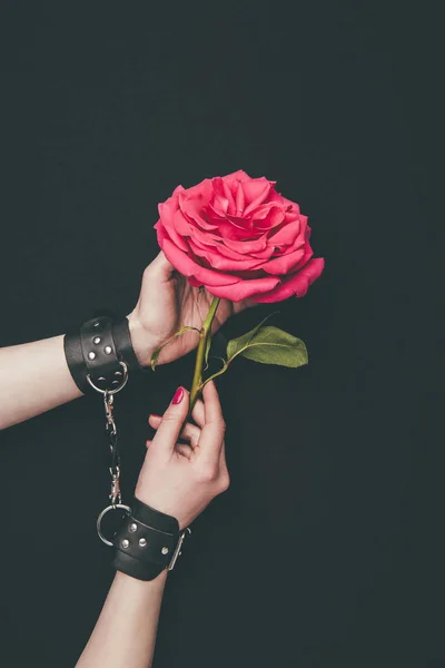 Female hands in leather handcuffs holding rose flower isolated on black — Stock Photo