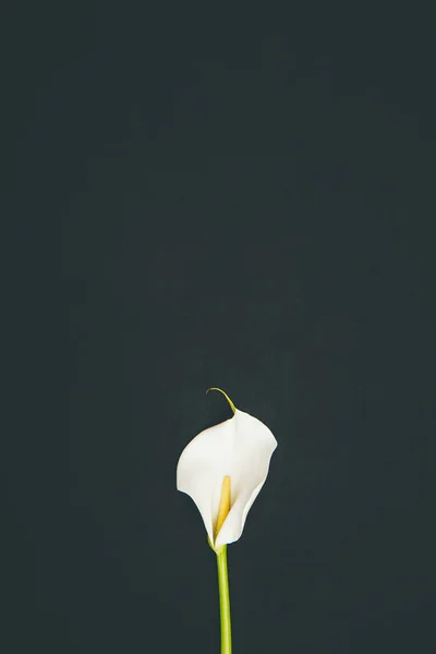 Tender blooming calla flower isolated on black — Stock Photo