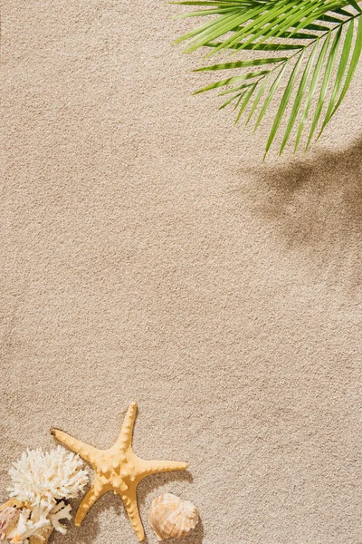 Vista superior de la rama de la palma sobre la playa de arena — Stock Photo