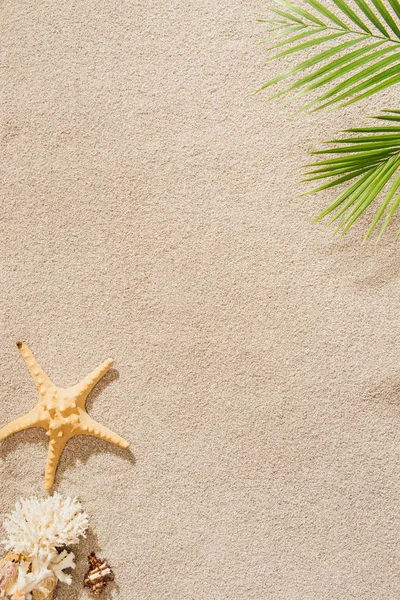 Vue de dessus de coquillage, corail et étoile de mer couché sur la plage de sable avec branche de palmier — Stock Photo