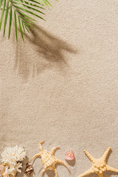 Vue de dessus des coquillages, des coraux et des étoiles de mer sur une plage de sable avec une branche de palmier — Photo de stock