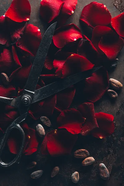 Top view of vintage scissors, red rose petals and cocoa beans on dark surface — Stock Photo