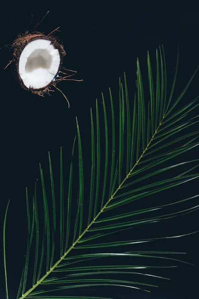 Половина вкусного здорового кокоса и зеленых пальмовых листьев на черном — стоковое фото