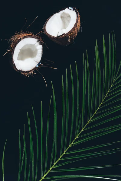 Top view of halved coconut and green palm leaves on black — Stock Photo