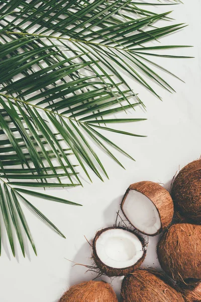 Top view of fresh natural coconuts and green palm leaves on white — Stock Photo