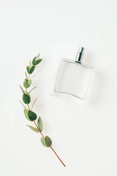 Top view of bottle of perfume with beautiful green branch on white — Stock Photo