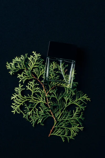 Top view of bottle of perfume lying on spruce branch on black — Stock Photo